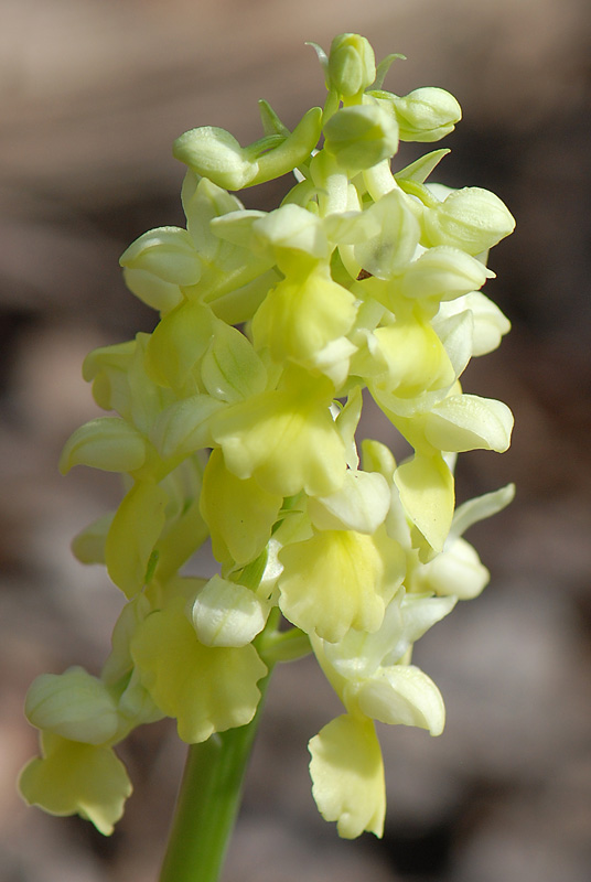 Orchis pallens